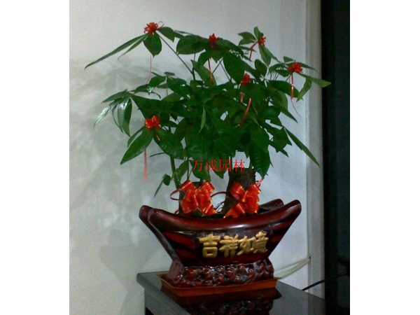 小發財樹