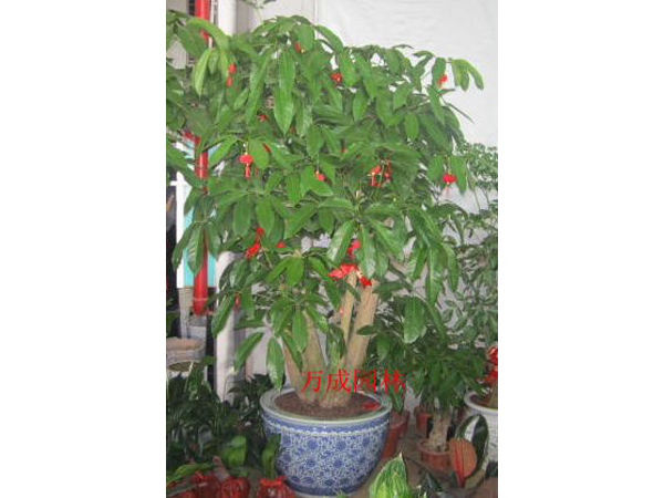 大招財樹